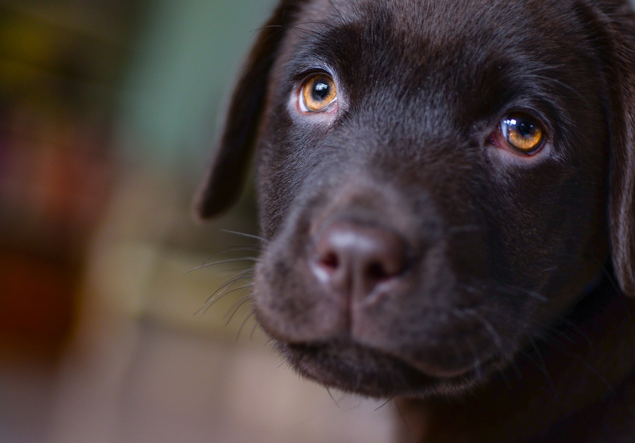 Dog Poop Pickup in Hamtramck Michigan